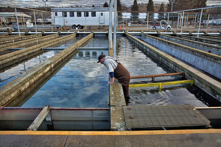 Coleman Fish Hatchery The Inn At Shasta Lake